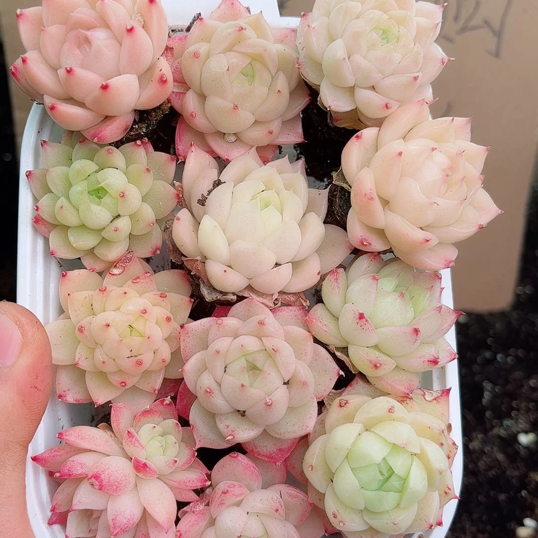 1-404 新疆西藏内蒙不发12.8包邮多肉