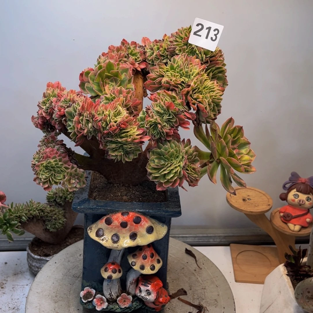 多肉植物万白缀213