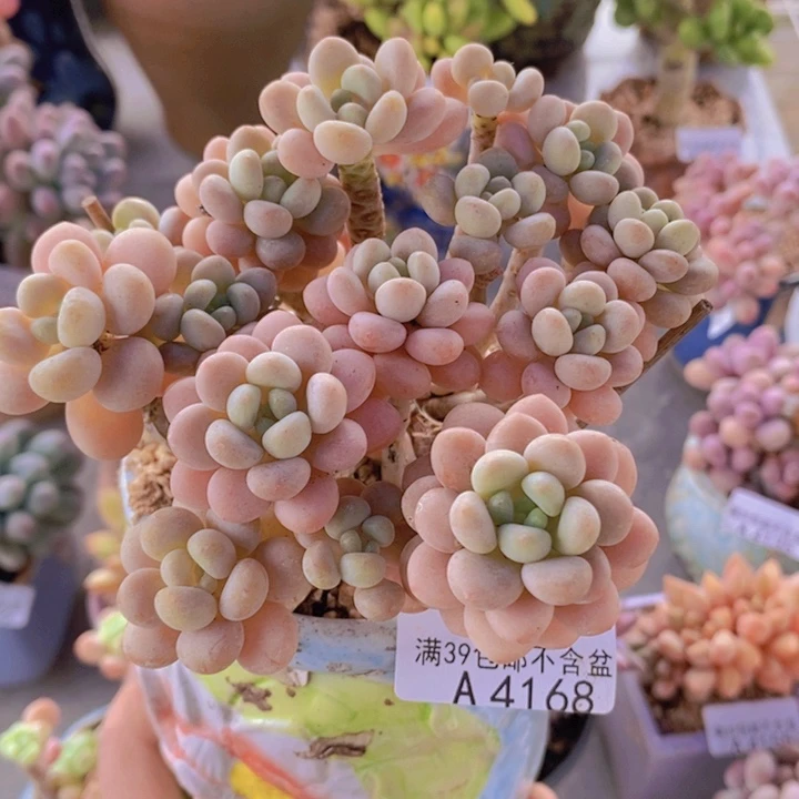 洛可可10cm4168多肉植物