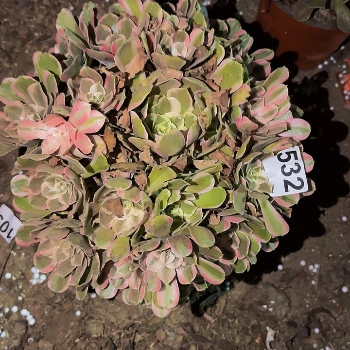 532糖果菊多肉植物不售后