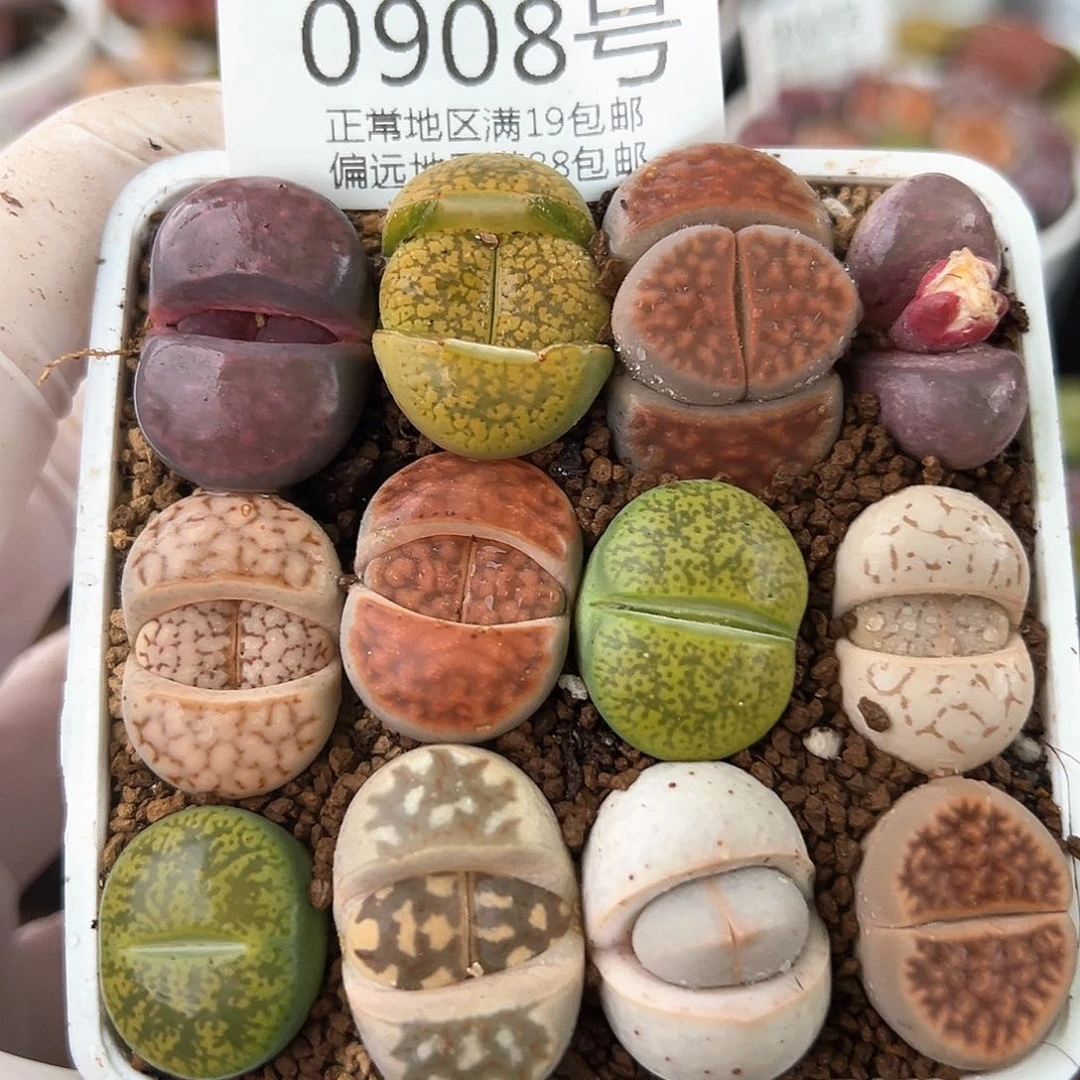 好养易活生石花大母本0908