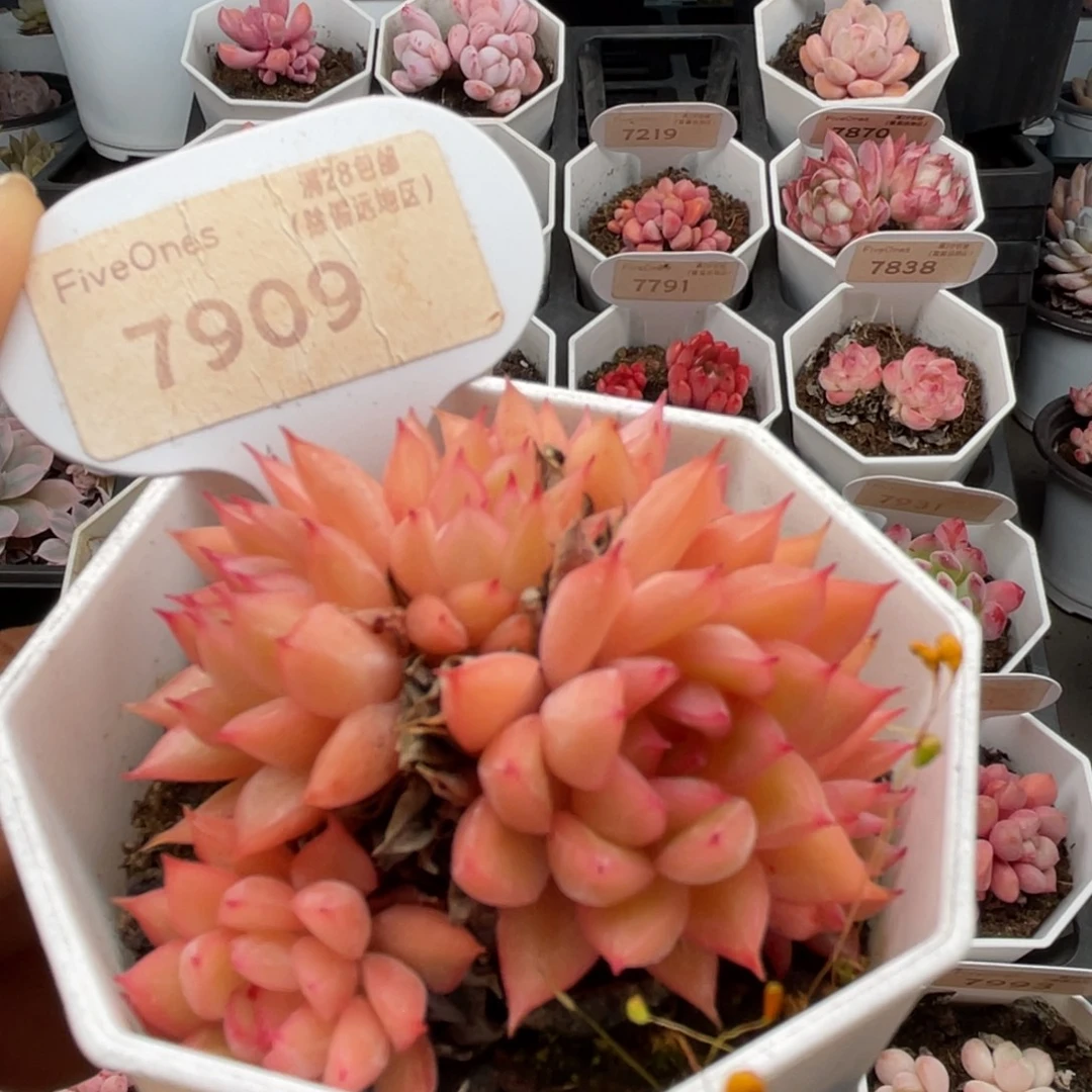 女雏7909-6.5厘米