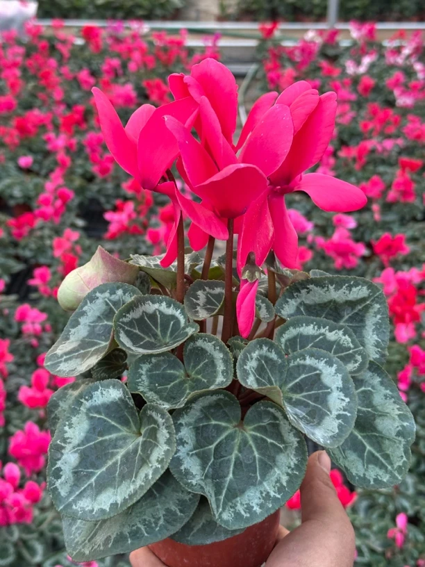 仙客来（靓丽粉色）