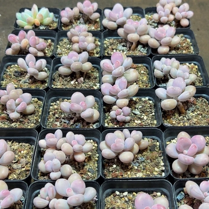 083多肉的小龙虾和一