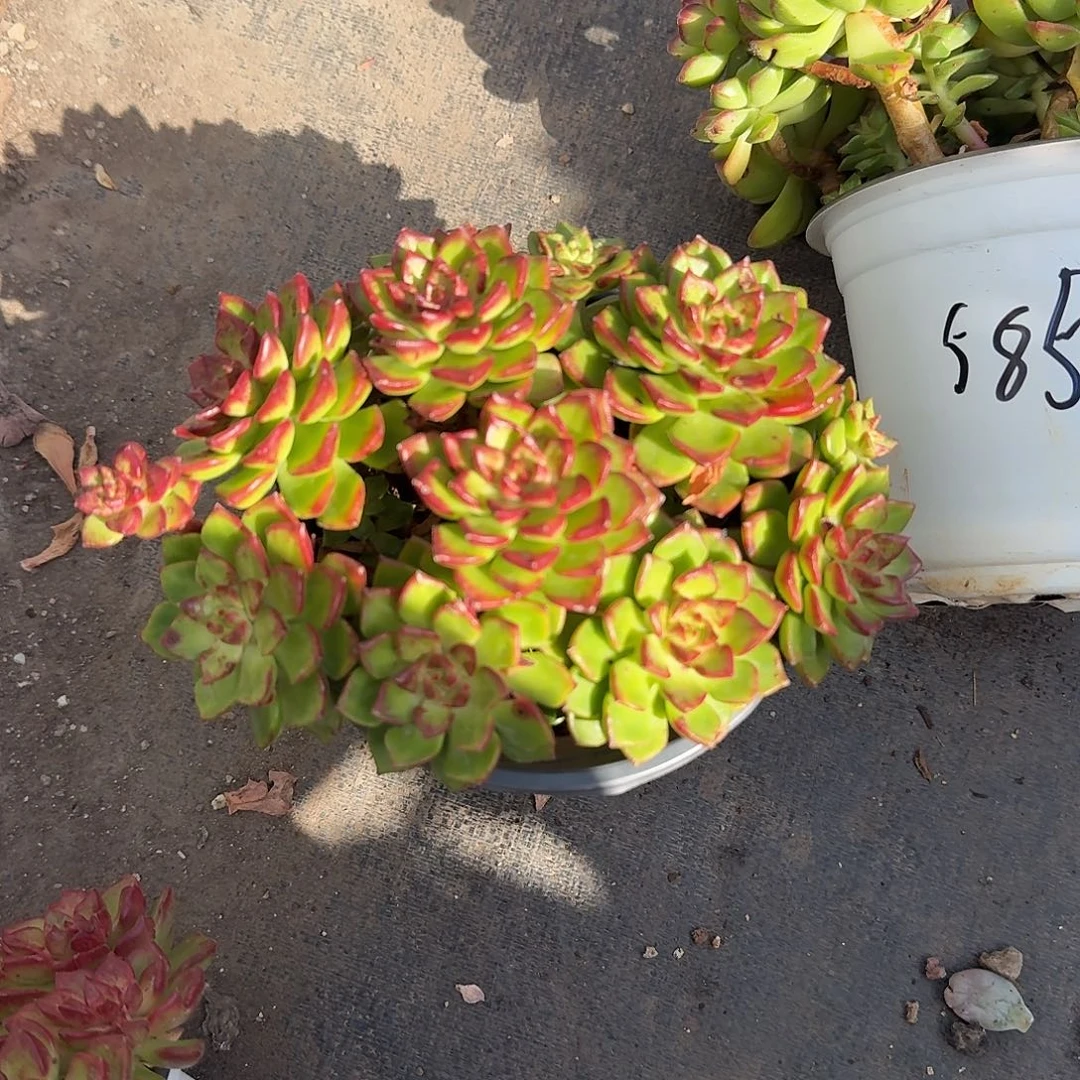 火焰抵押多肉植物精品22.8