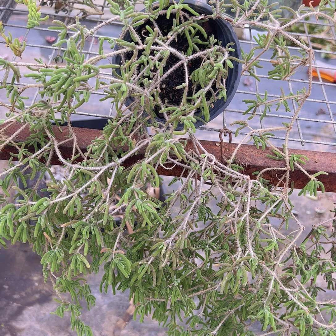 枝干番杏整装整群