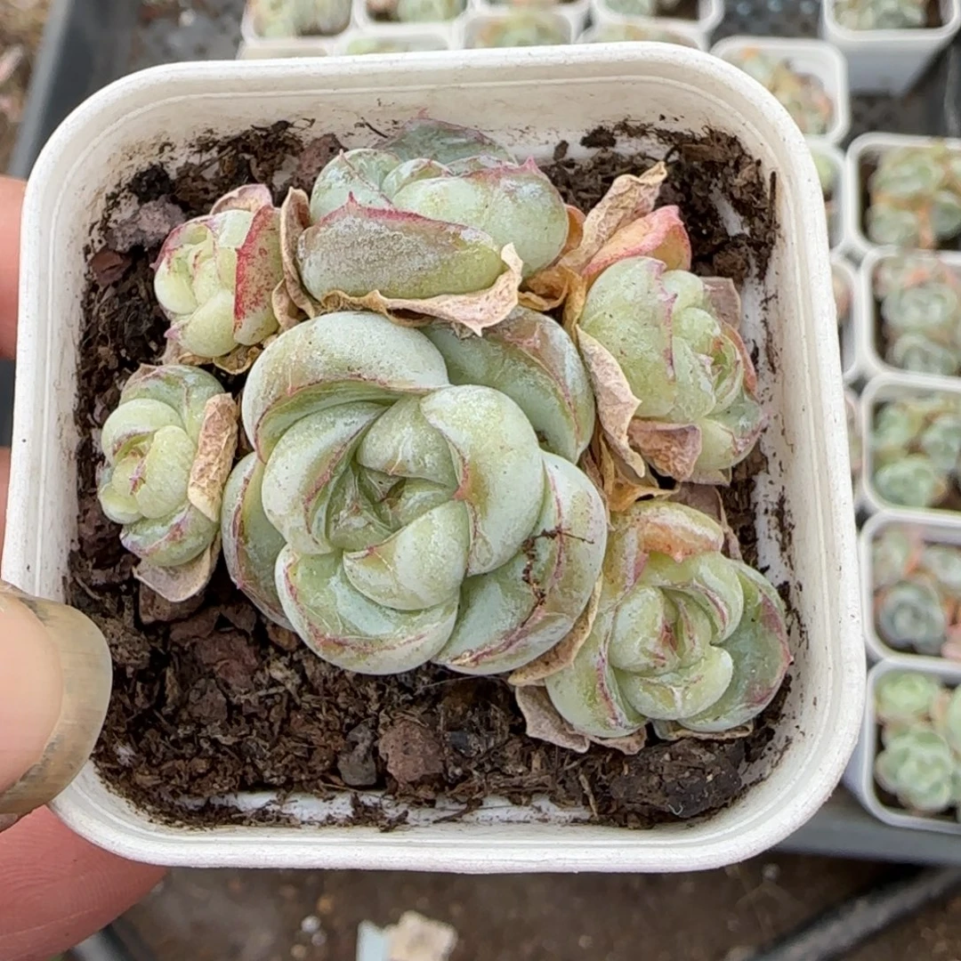 多肉小卡拉米糖心一物一拍