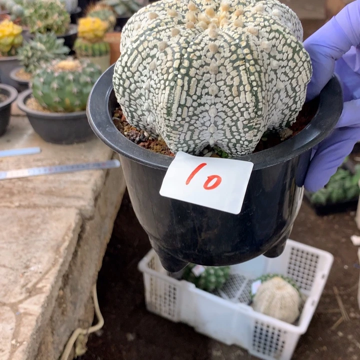 星兜10号。。。。。。。。。。