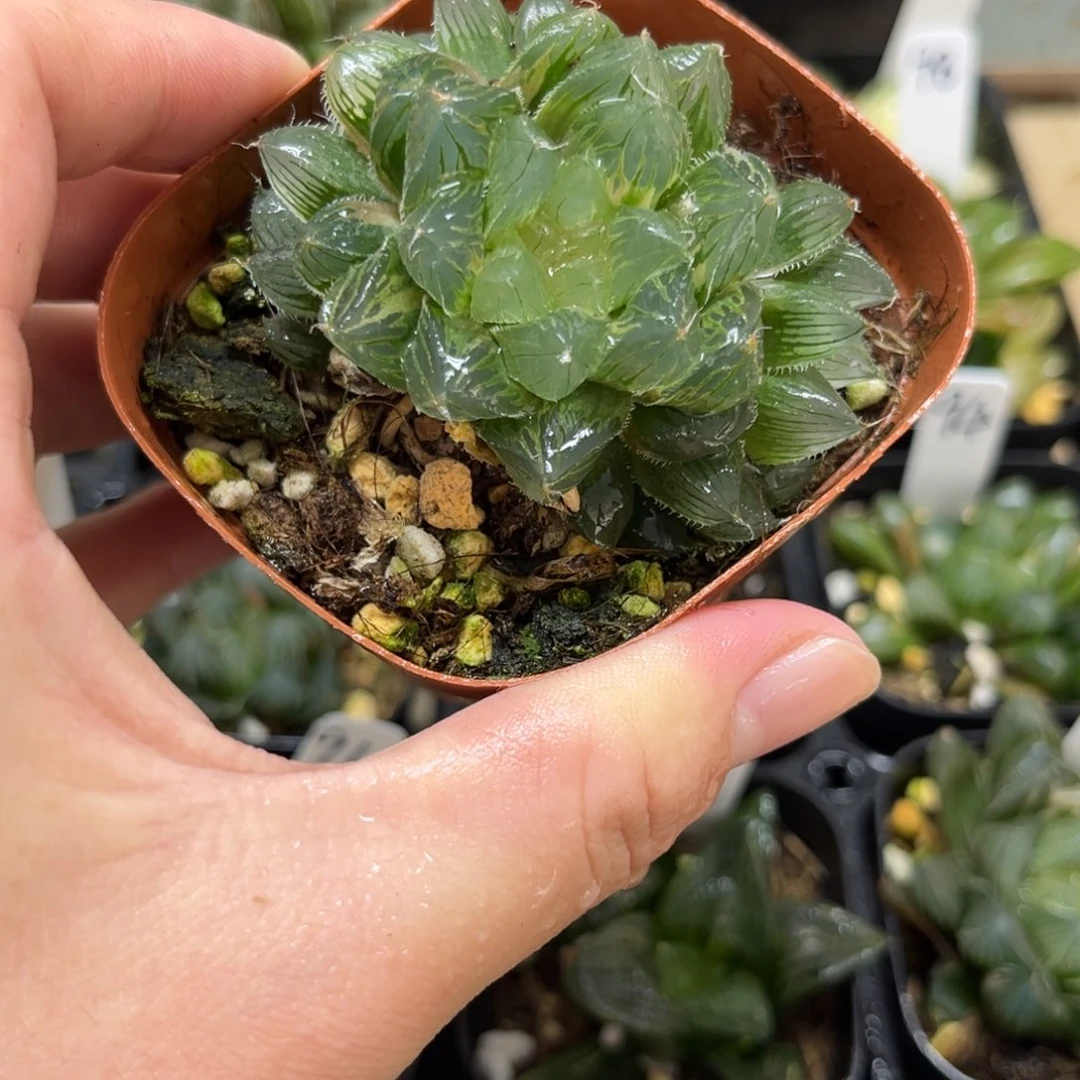 104冰魄玉露一物一拍