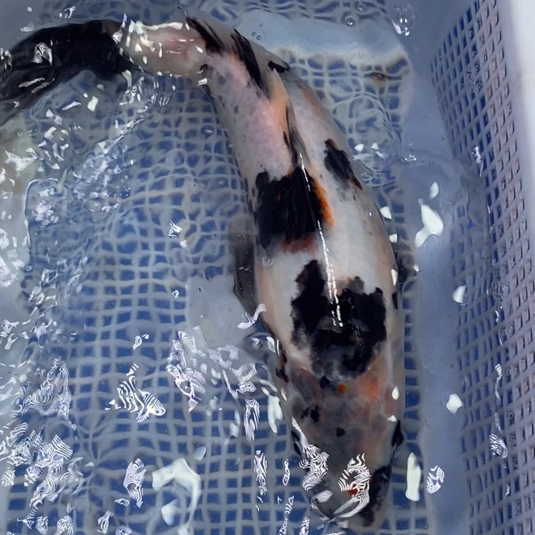 锦鲤冷水锦鲤包邮