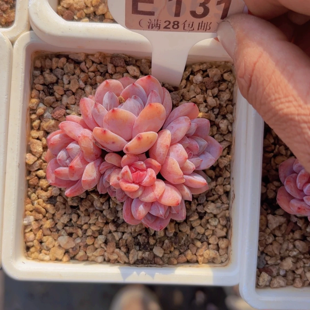 E131星影一物一拍