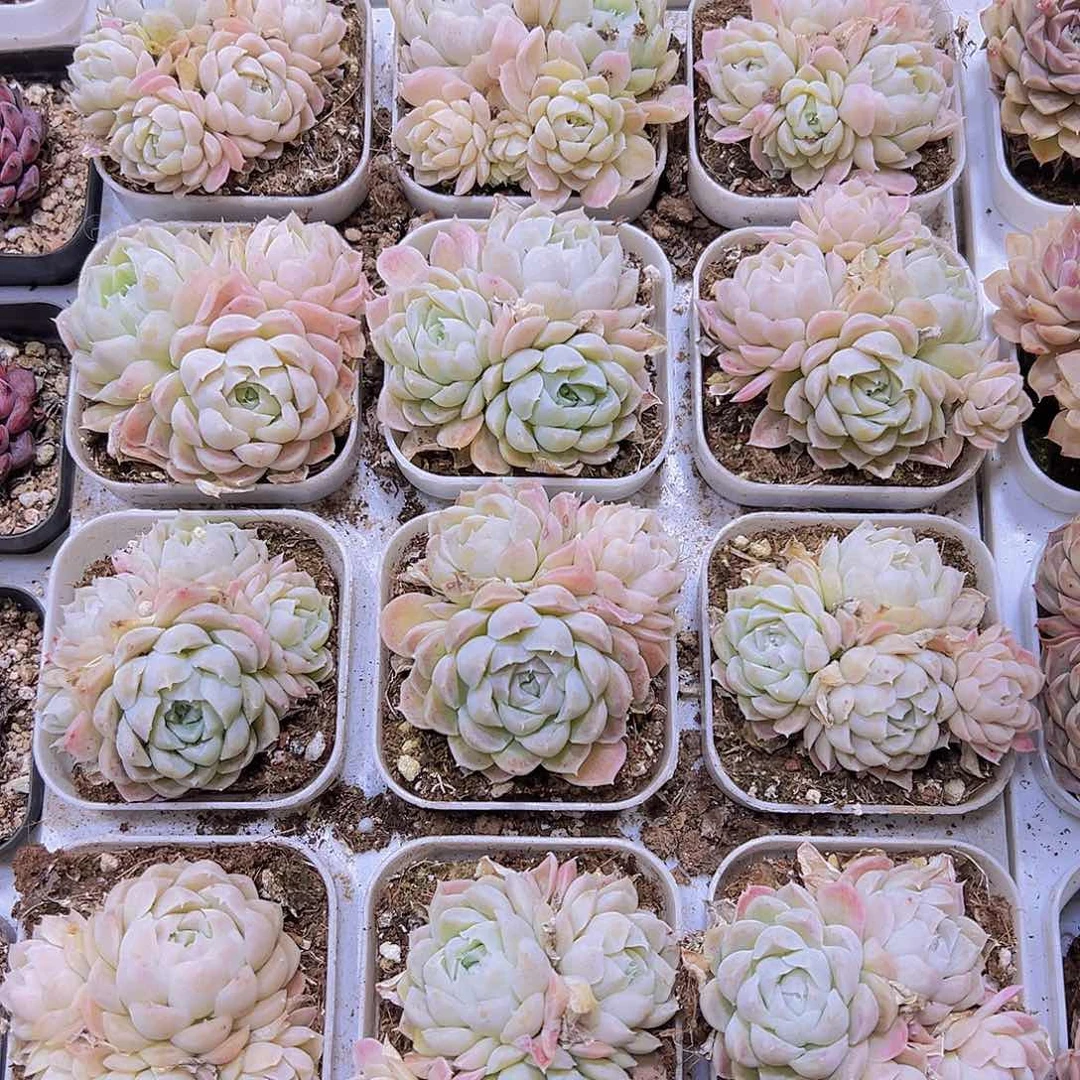 超美白月影19包邮多肉