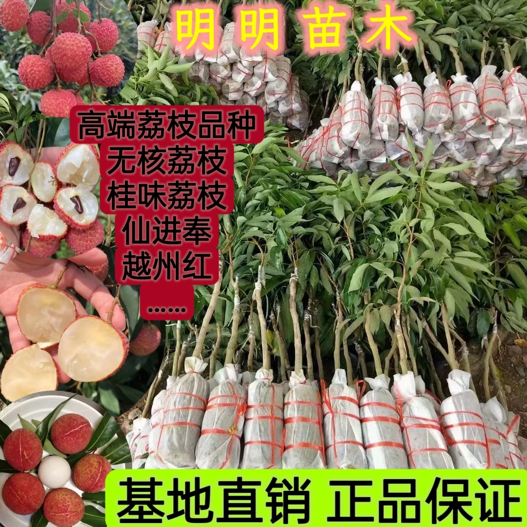 荔枝树苗多品种搭配（一树一拍）