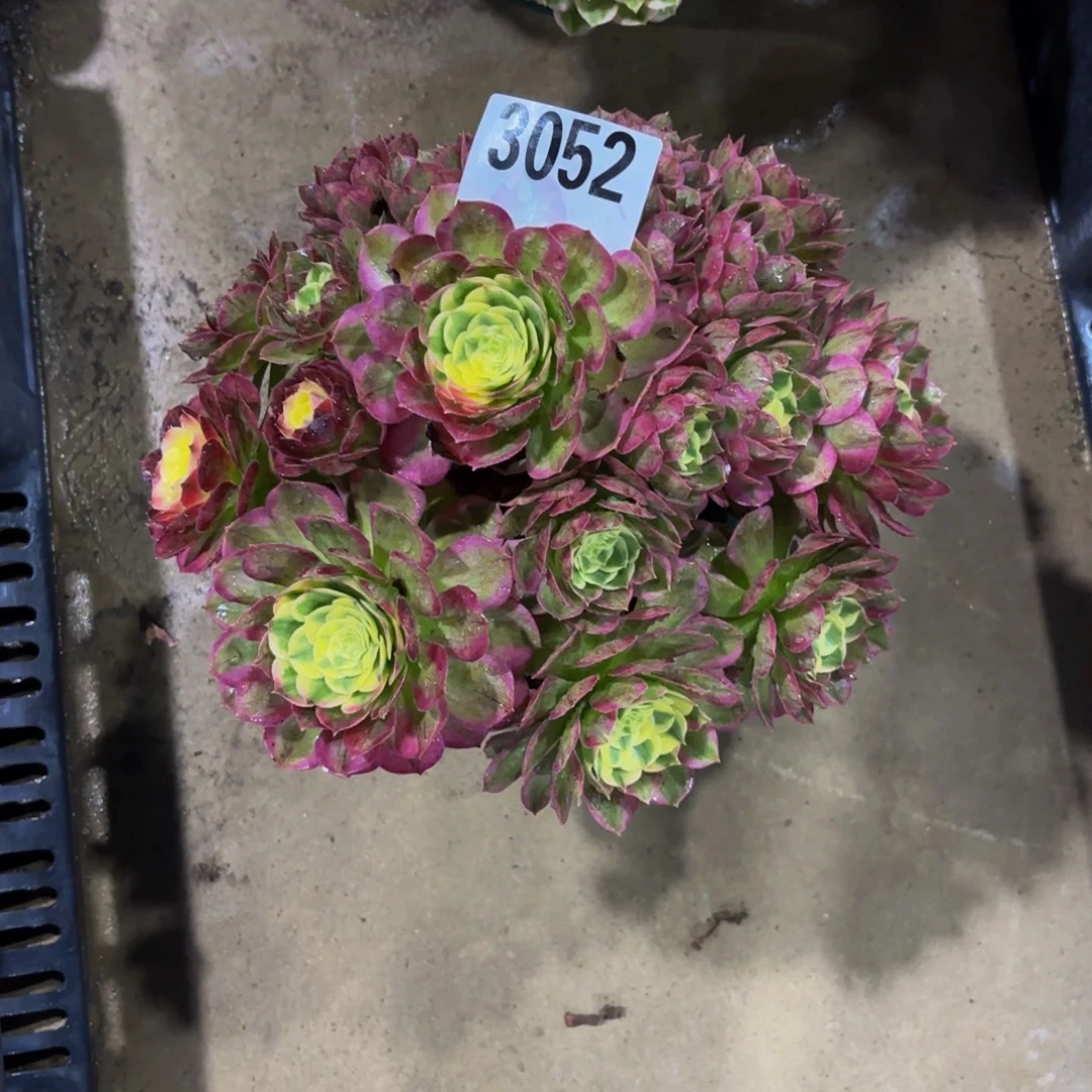 无花朵052粉海王1111111