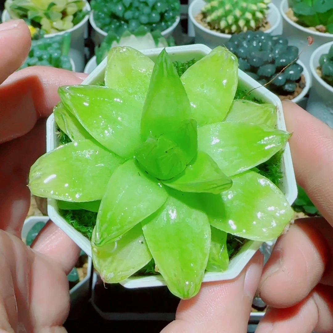 黄金玉露多肉植物