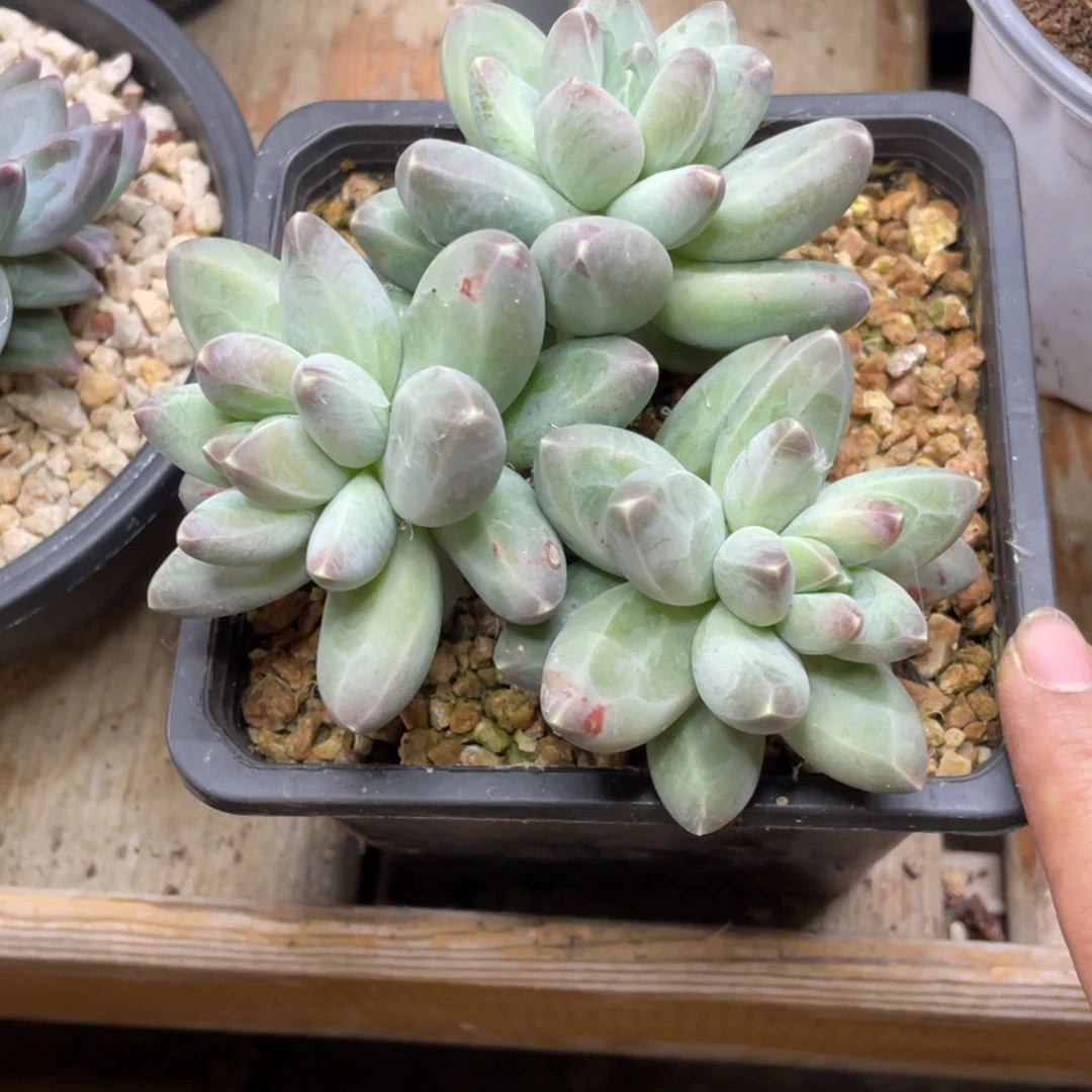 多肉植物和植物等植物为