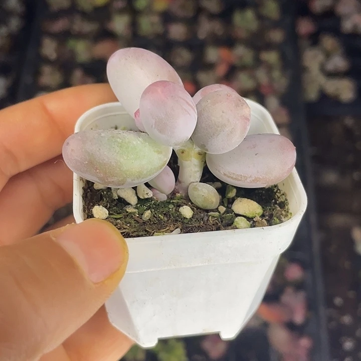 米可奶双头随机发满18包邮