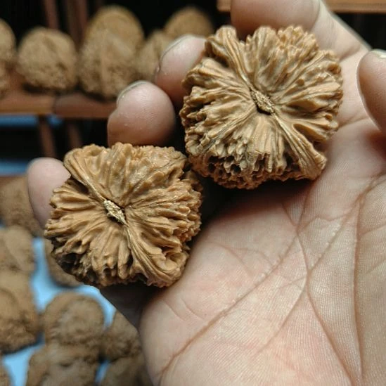 邦***邦完全开放南疆石核桃