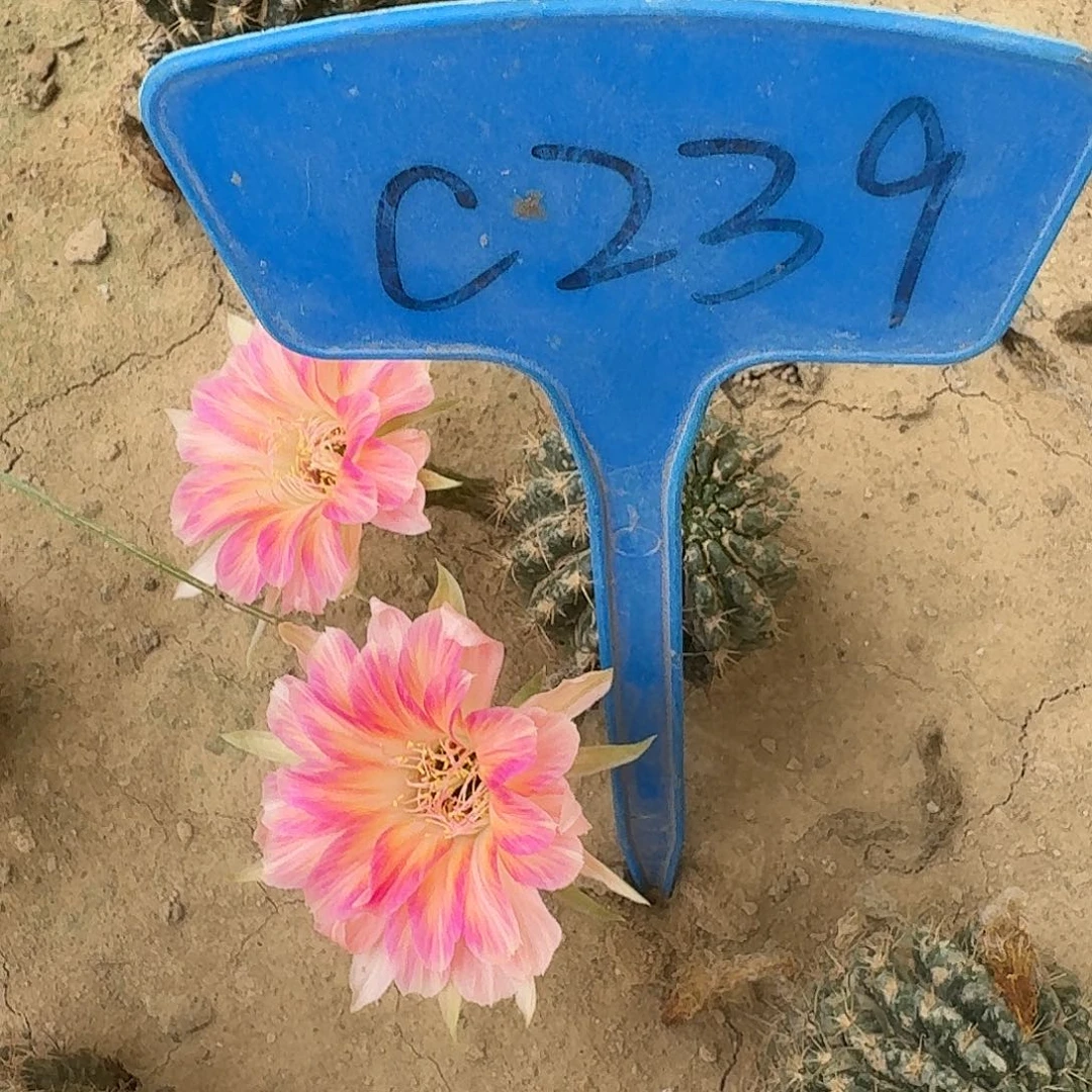 不***甜C239,斑兰瑕疵歪头