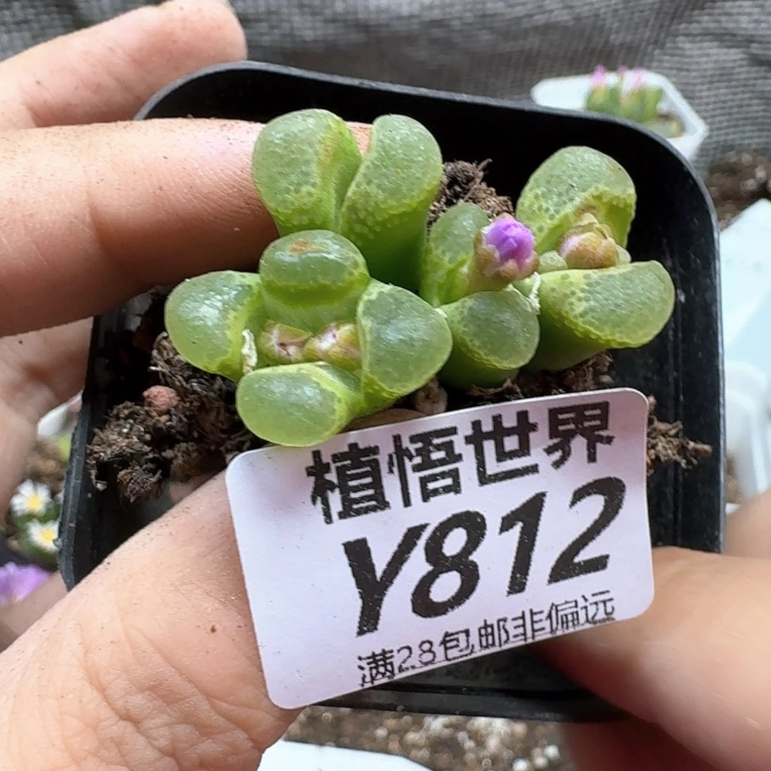 多肉植物的润泽地nnn