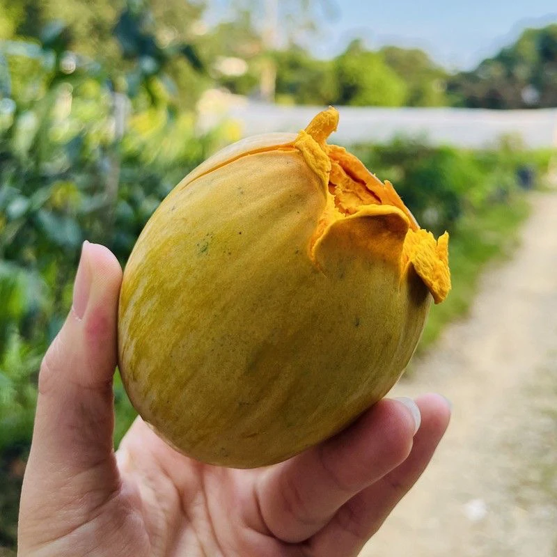 AL螺丝果苗一物一拍