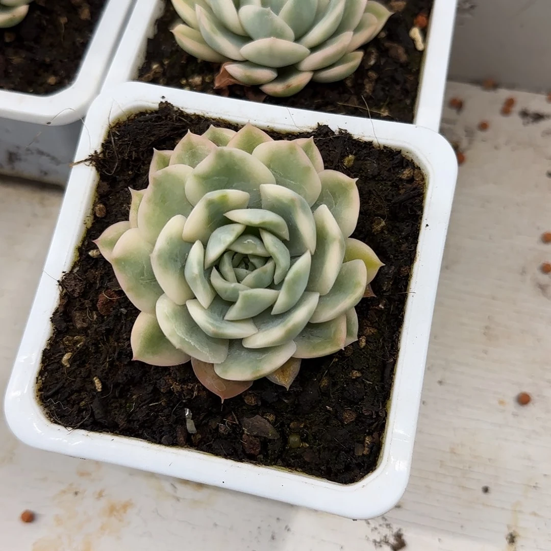 月亮仙子锦多肉植物