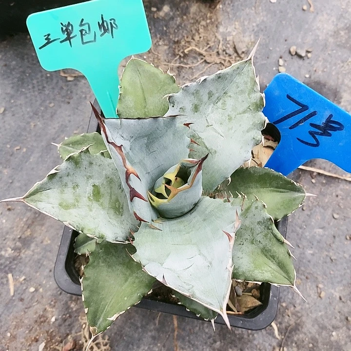 【闪购商品】龙舌兰蓝肌仁王冠