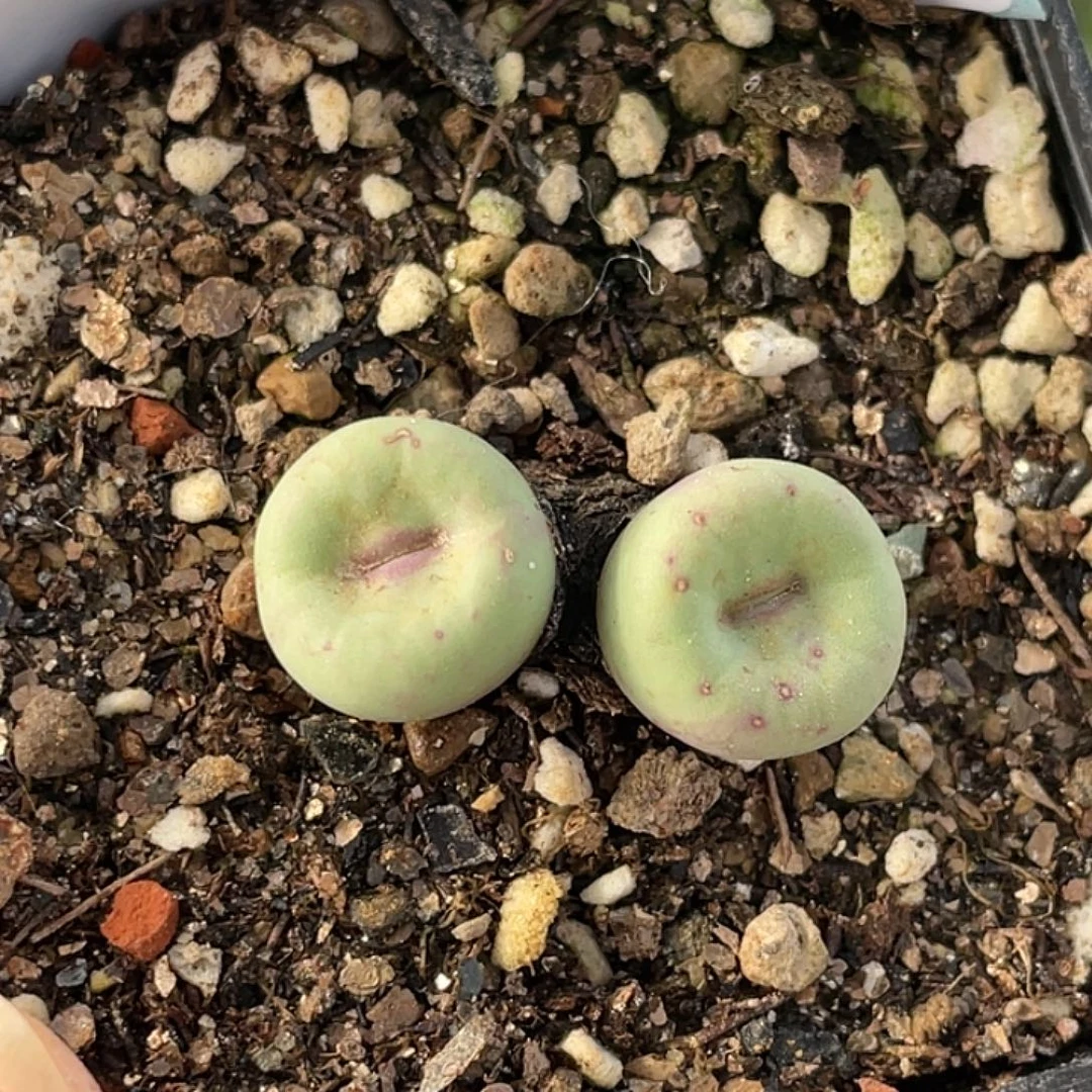 23-24嘴多肉植物肉锥