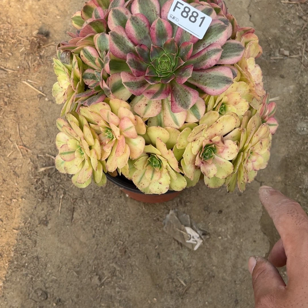 881雨荷多肉植物法师