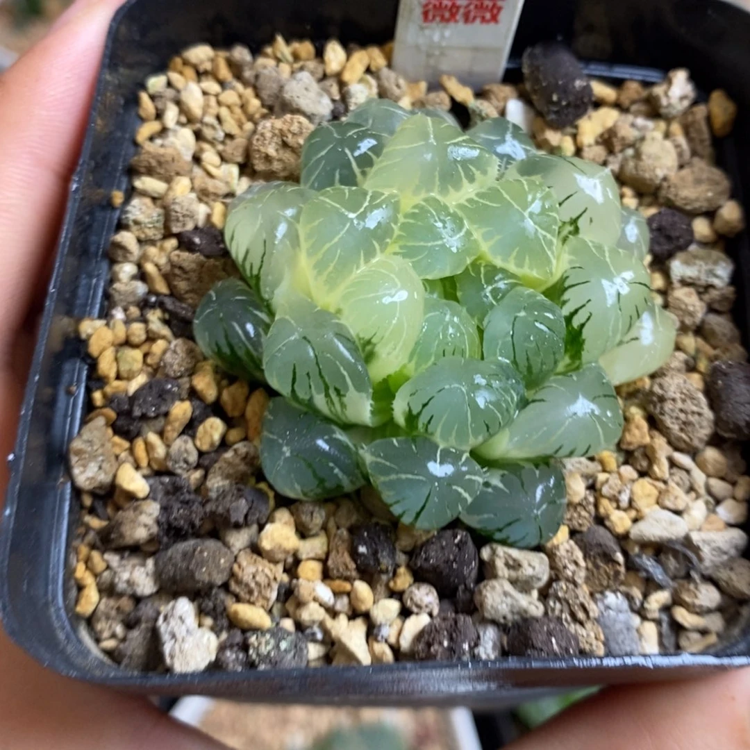 76糊斑湖水玉露多肉植物