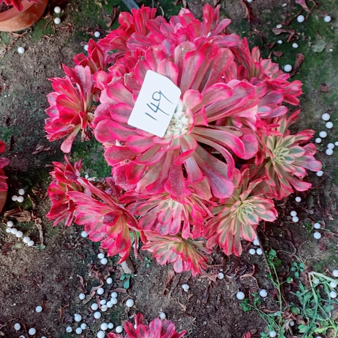 完全开放149号红彤白1颗多肉