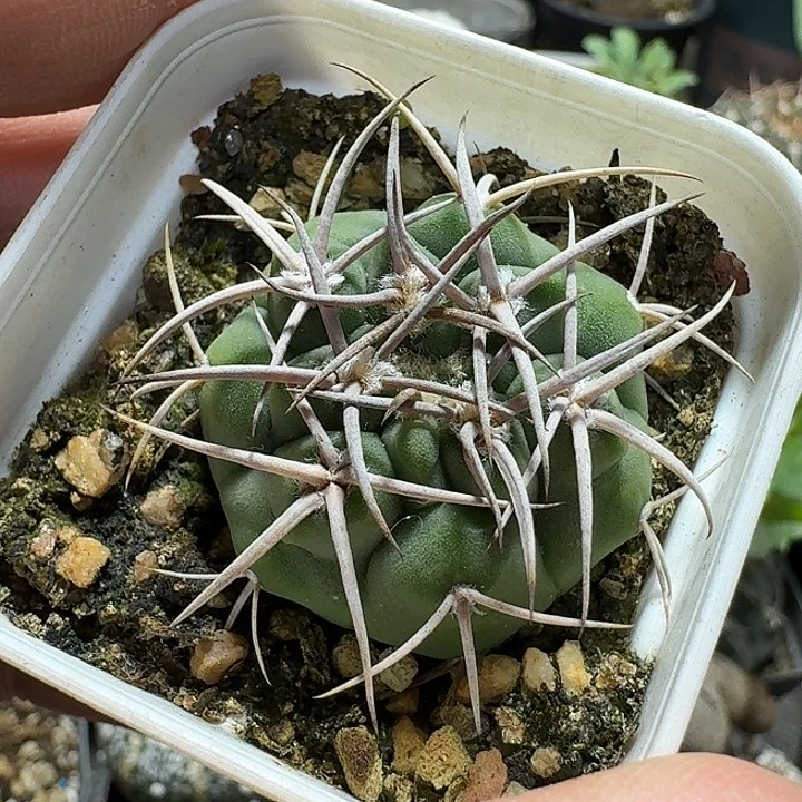 502碧岩玉脱土发货