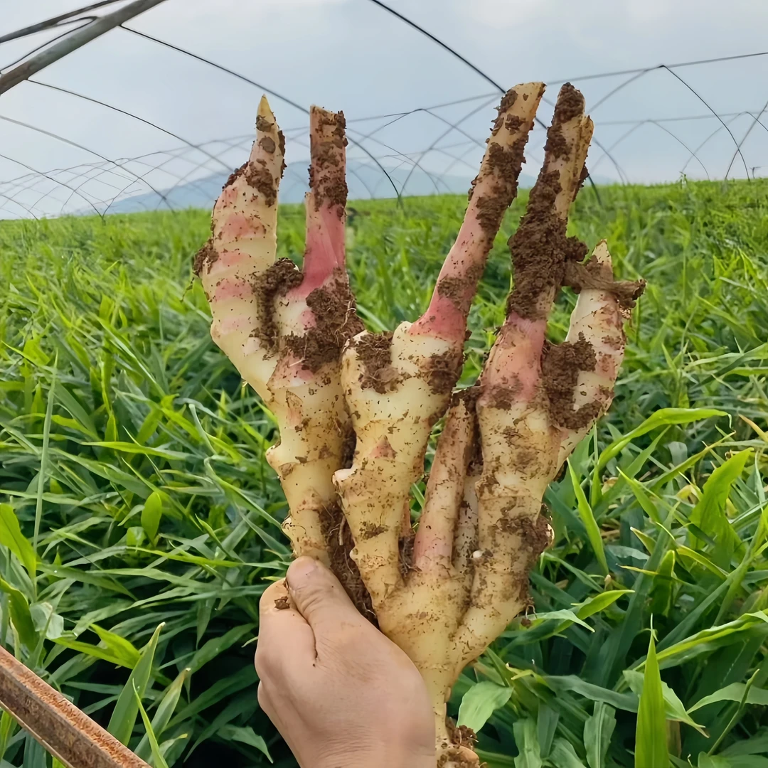 山东红芽嫩姜仔姜新鲜生姜带泥未洗发货净重3/4.5斤包邮应季蔬菜