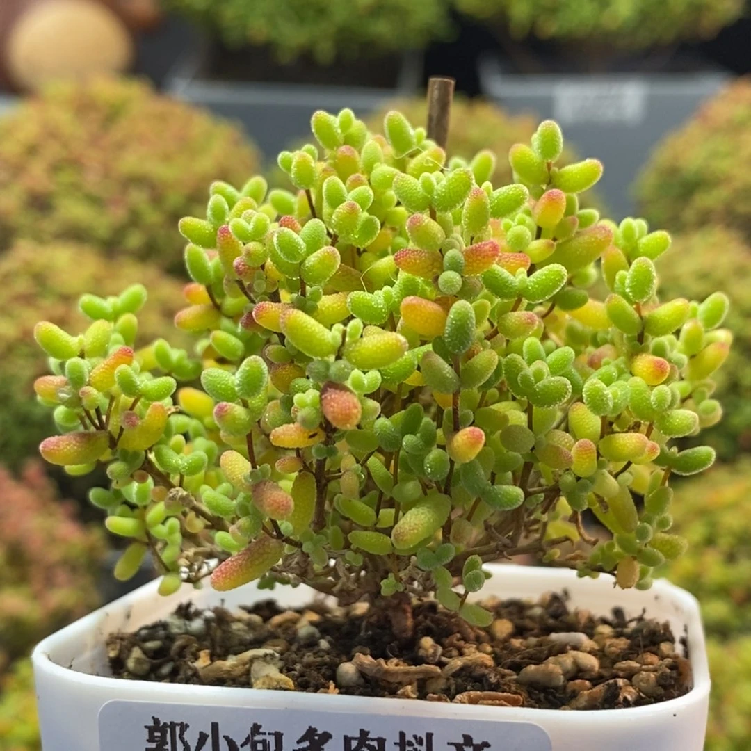 蜜橘糖球1337枝干番杏