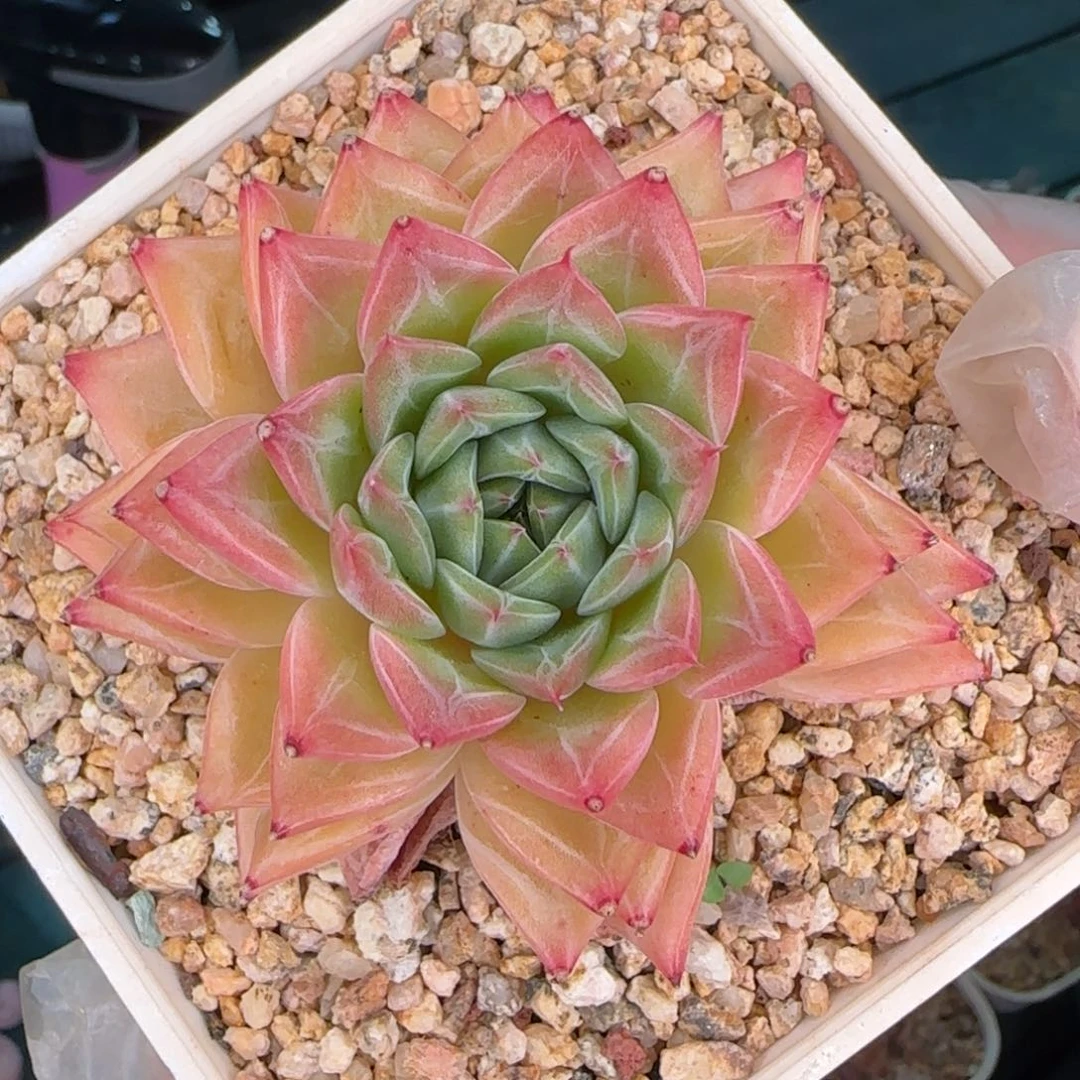 从前慢多肉编号东云杂交