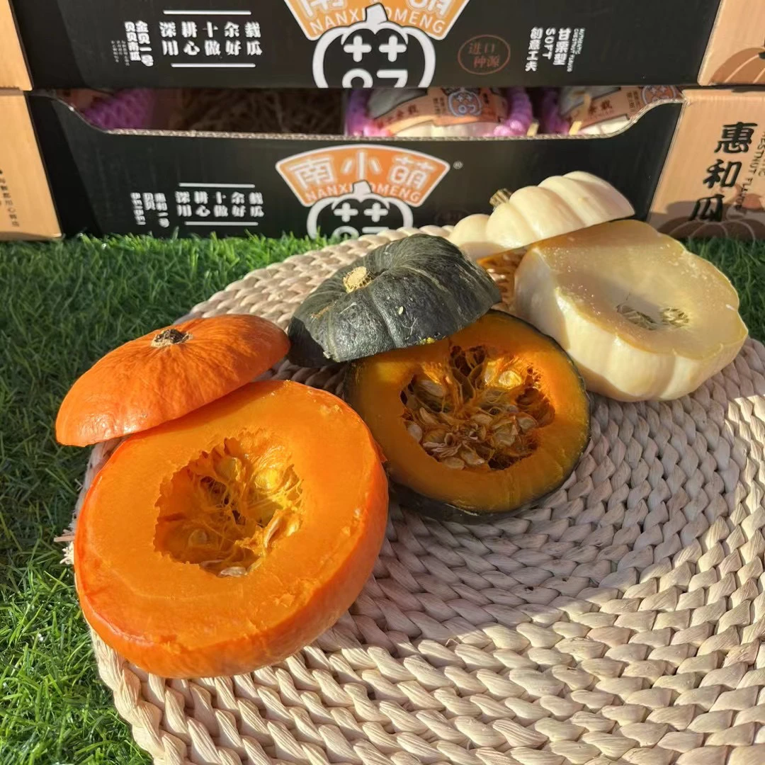 正宗三色贝贝南瓜组合粉奶油白雪贝贝红贝贝