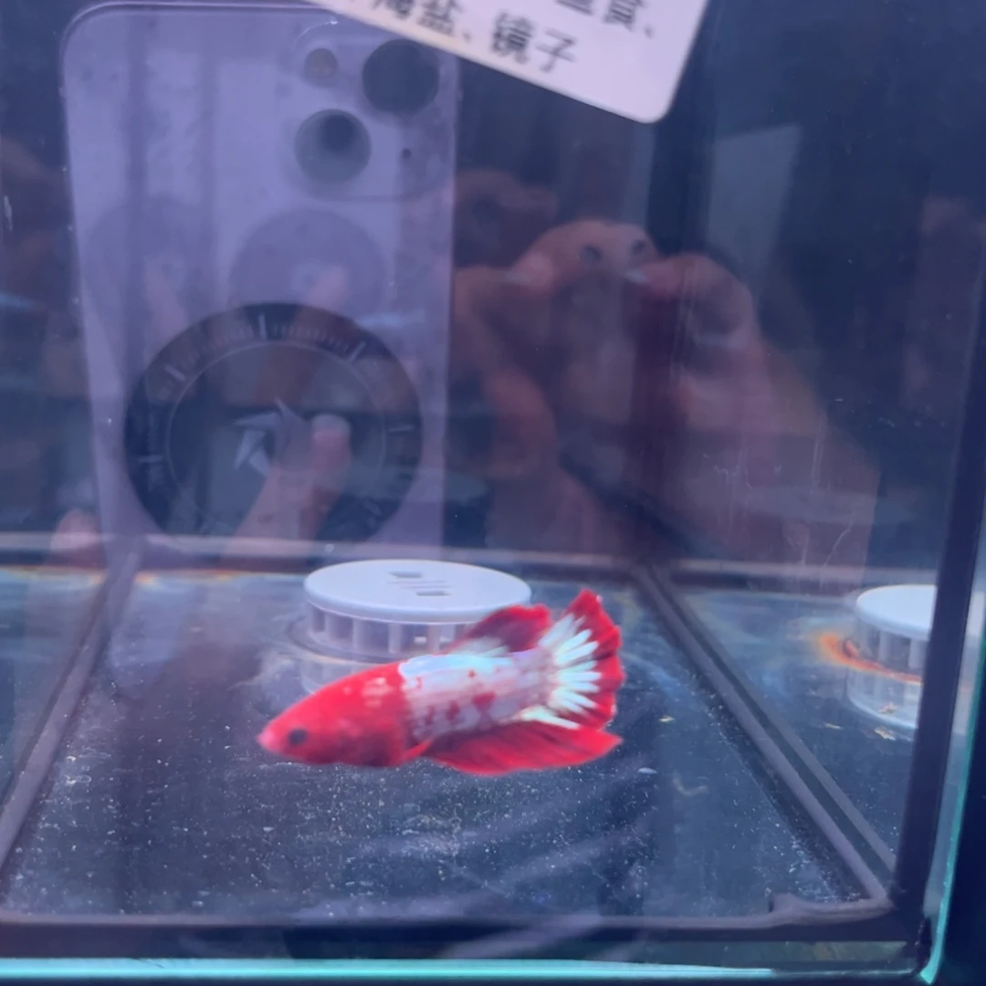 斗鱼泰国斗鱼86号24号