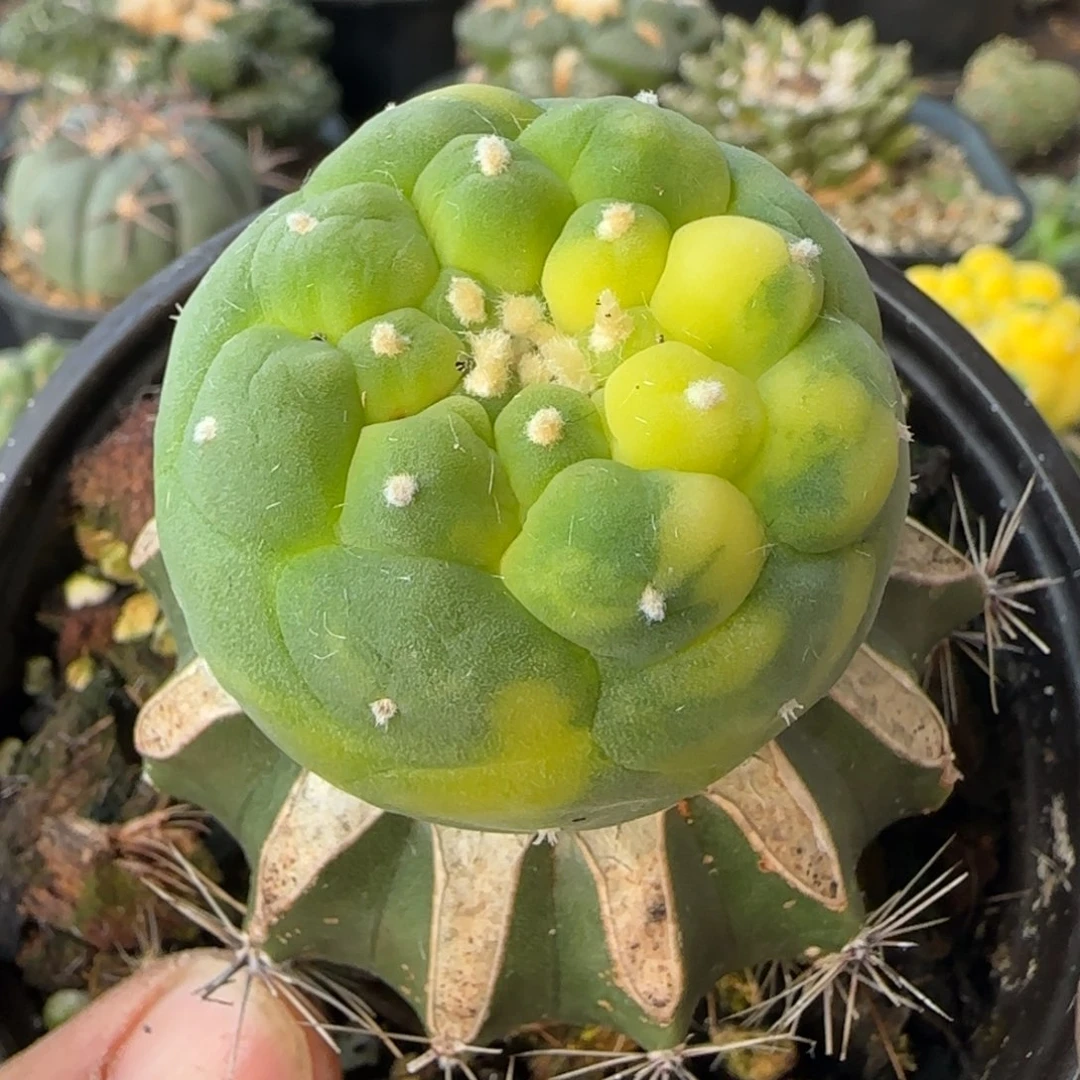 【闪购商品】佛头花锦754