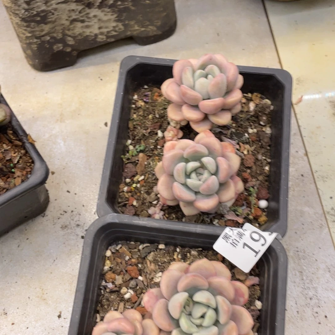 黑大帅多肉198白路两颗