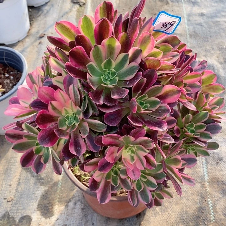 339邀月多肉法师