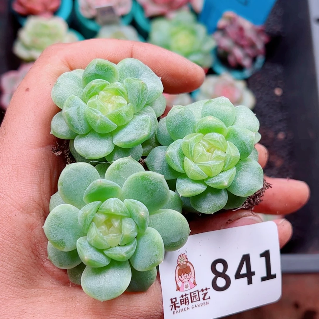 多肉植物多肉植物