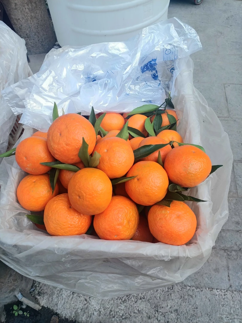 奉节橙子新鲜采摘发货