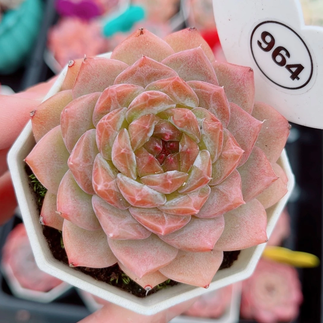 964号小老桩糖心单头