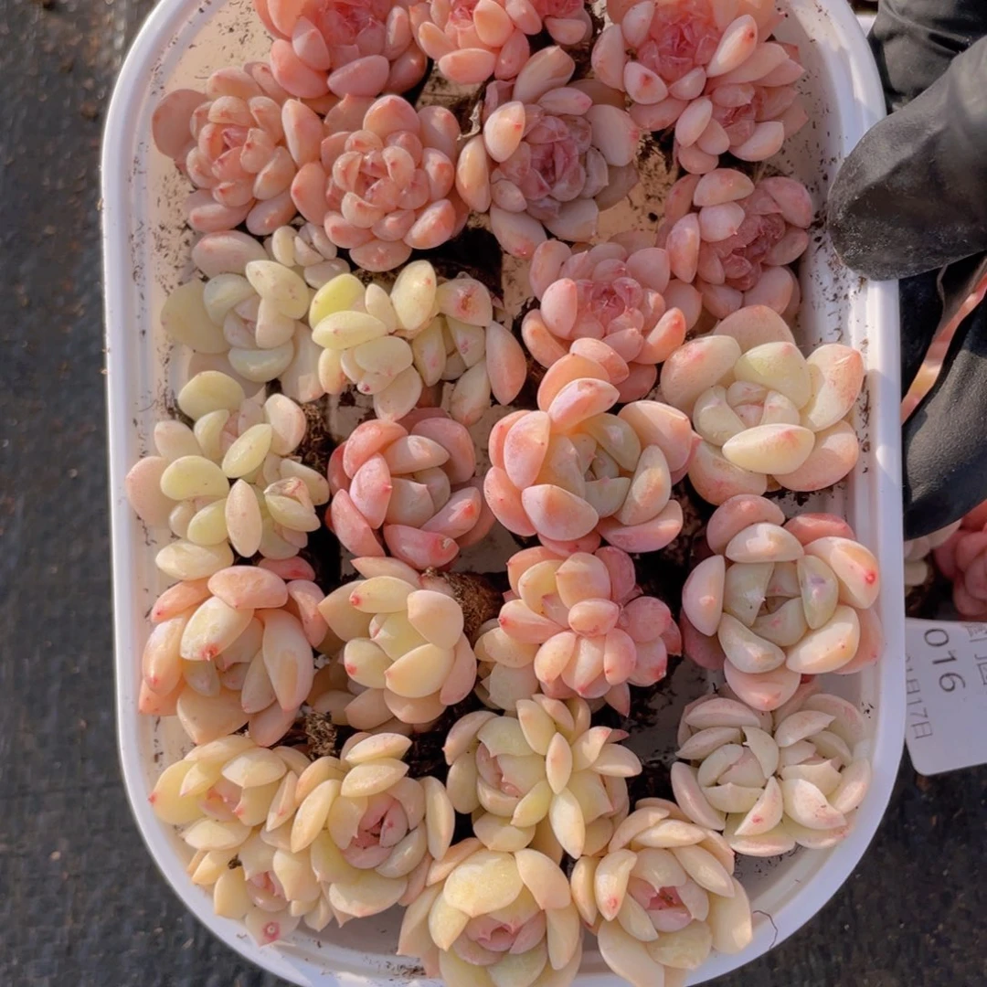 我们的生活方式是什么017