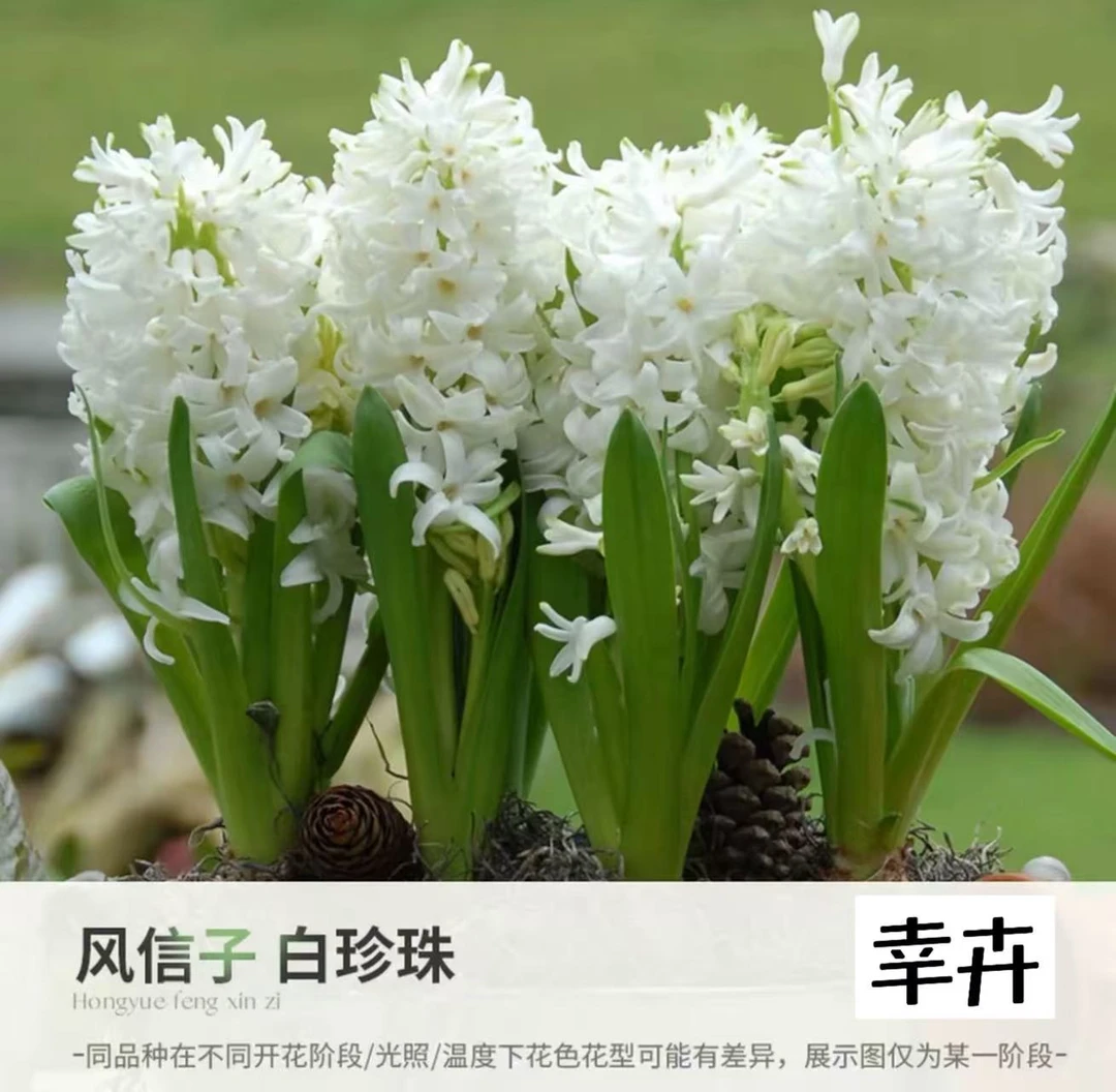 进口风信子种球）浓香型花卉耐寒好养活【6颗装】