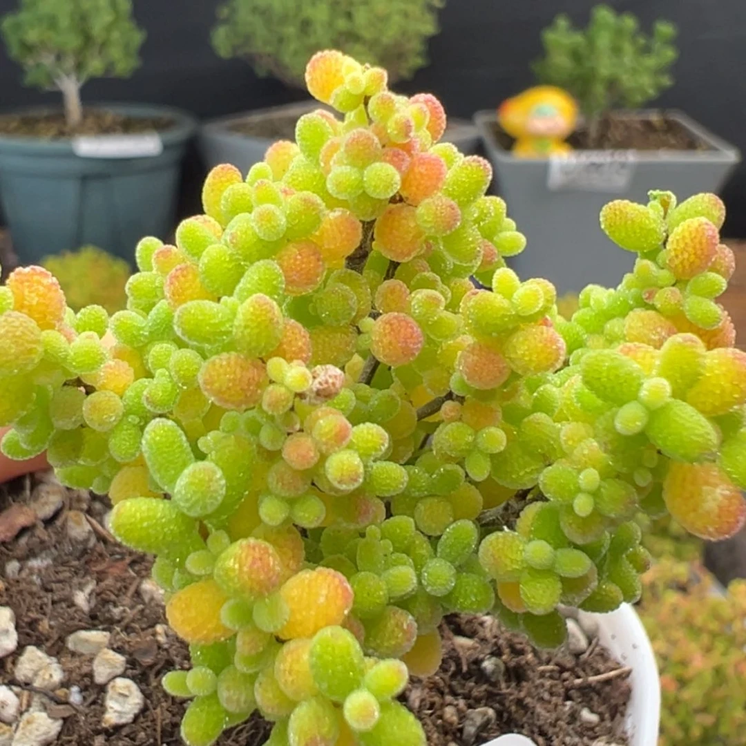 【闪购商品】dy6073精控蜜橘