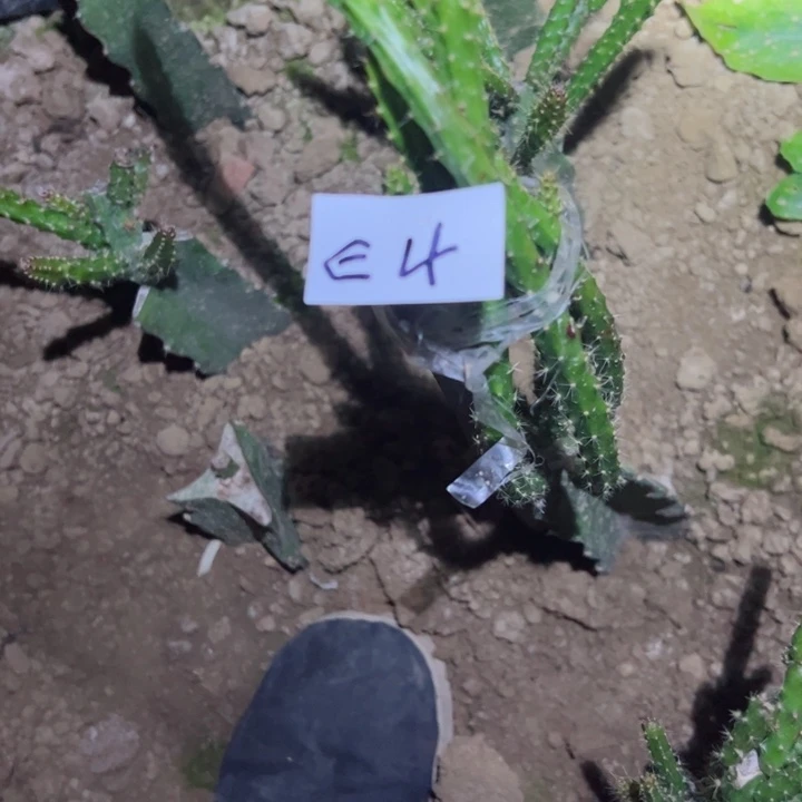 这****次E3E4两颗嫁接鼠尾零件糖果55