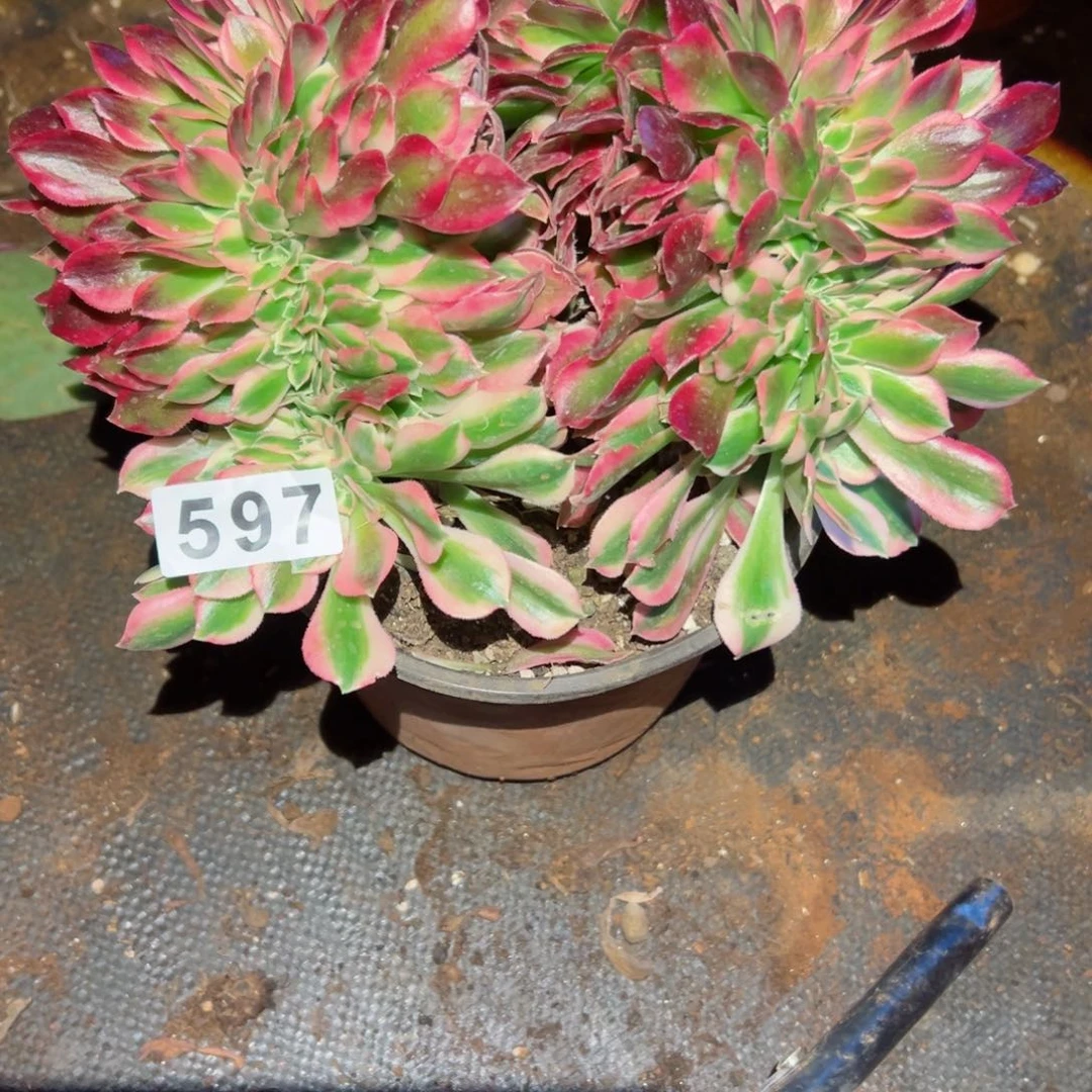 597 号法师多肉植物新年快乐