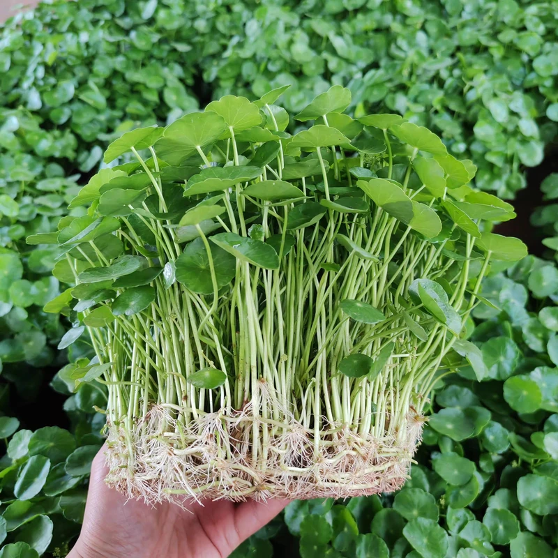 水培铜钱草小绿植植物水养草籽花卉室内盆栽金钱草四季好养活带叶