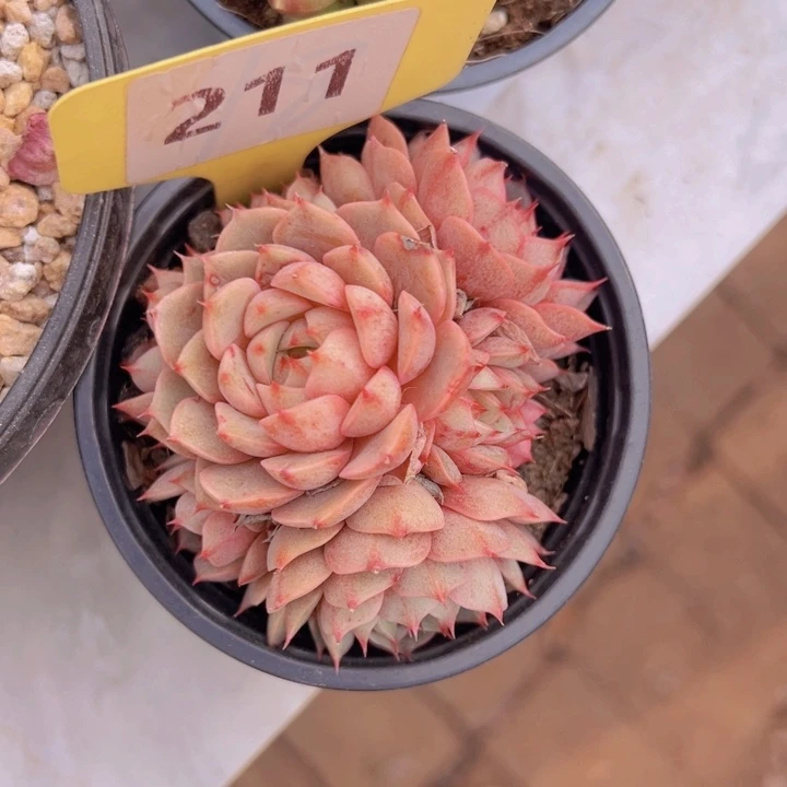 健健康康平平安安